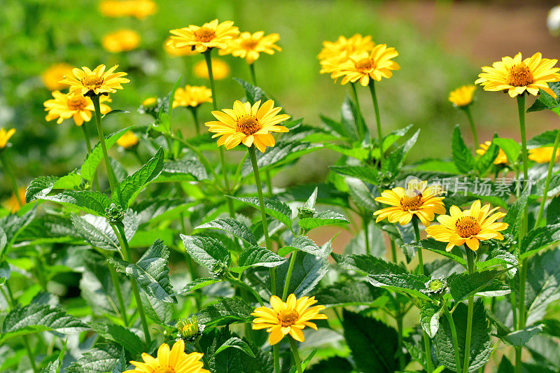 Heliopsis helianthides / Oxeye雏菊花